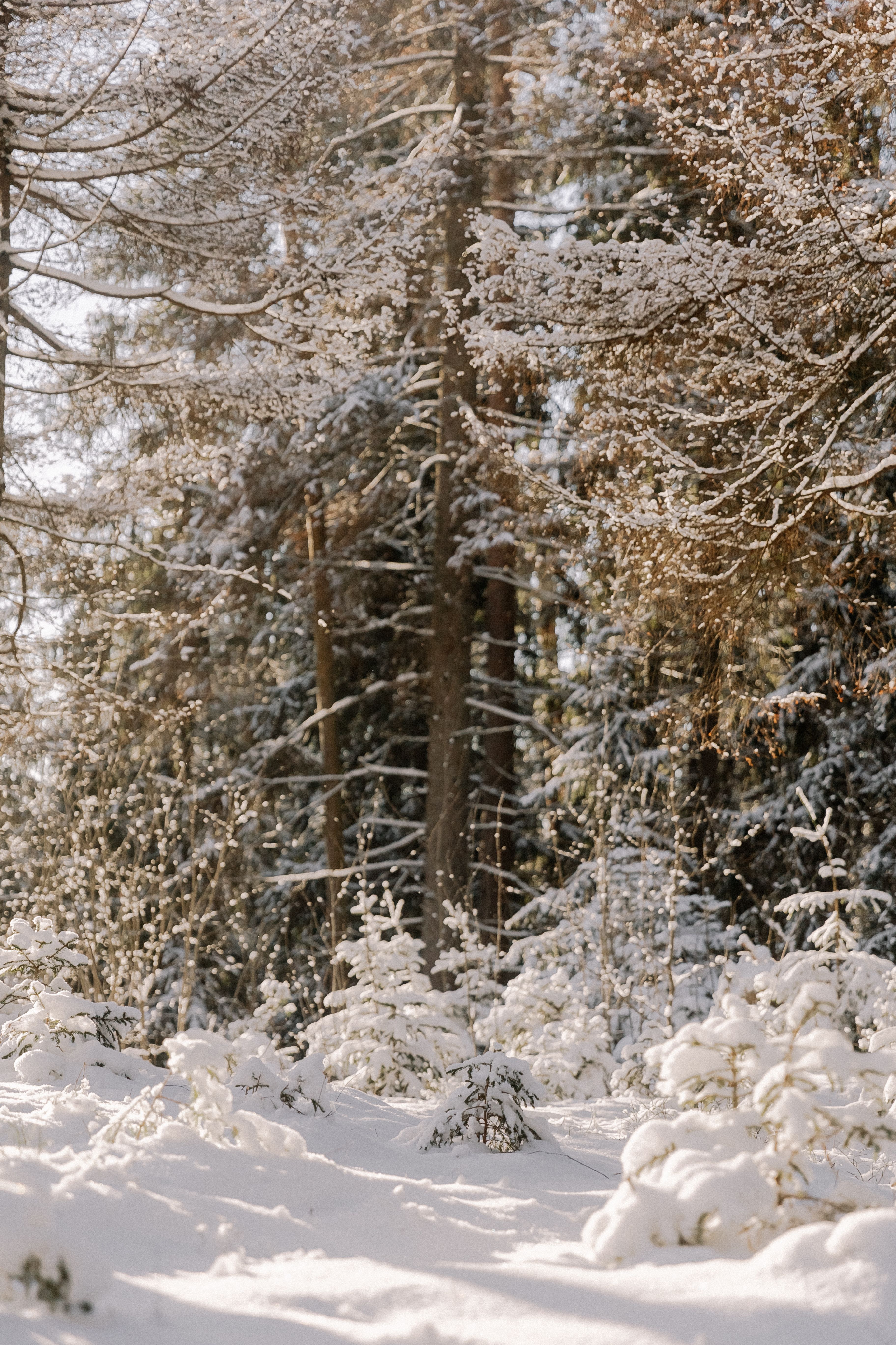 A snowy forest with trees and snow · Free Stock Photo