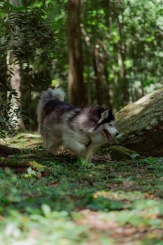 Dynamic shot of a Siberian Husky running through a dense, green forest.
