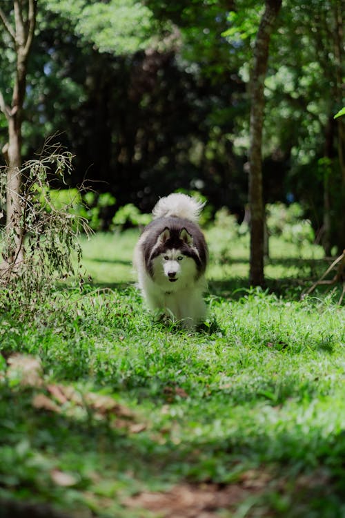개, 공원, 동물 사진의 무료 스톡 사진