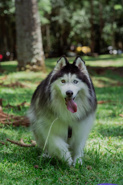 개, 공원, 동물 사진의 무료 스톡 사진