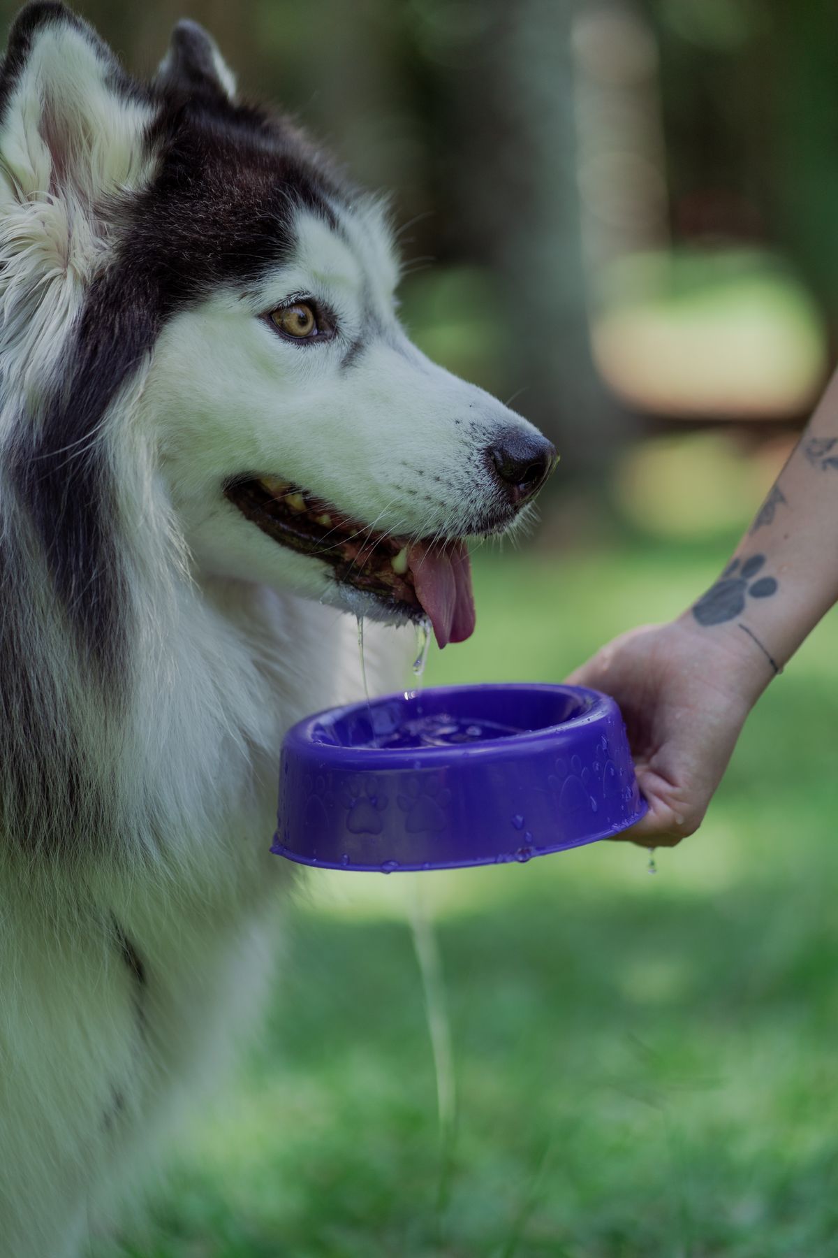 Köpeğim Yeni Su Kabından Su İçmiyor: Neden, Ne Yapmalıyım? - Görsel 2