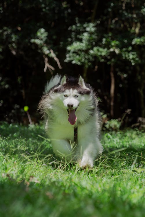 Dog Running in Grass