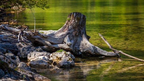 Old Tree Stump at a Lake Shore