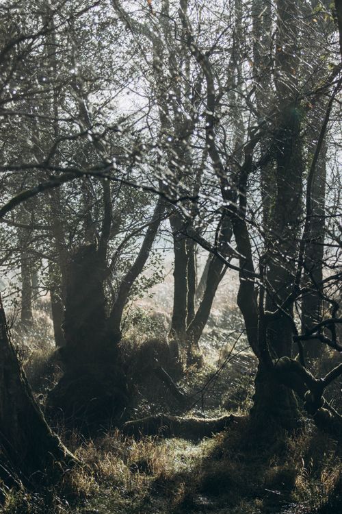 Free Enchanted misty forest landscape featuring sunlight filtering through the trees. Stock Photo