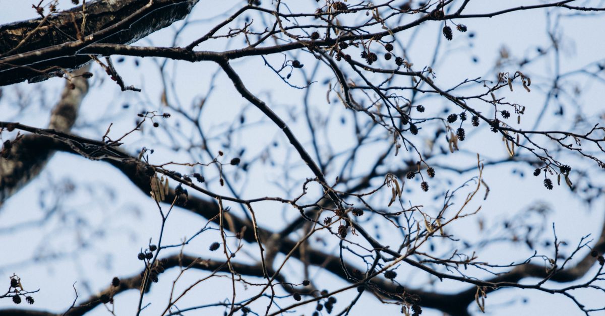 Berries on Bare Tree Branches · Free Stock Photo