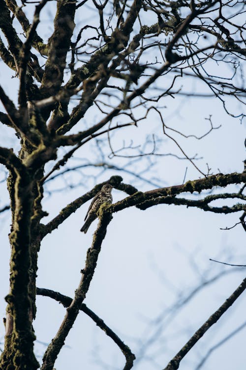 Foto stok gratis alam, burung, cabang