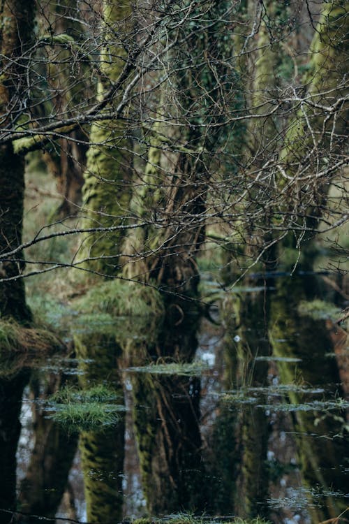 Branch in Forest over Swamp