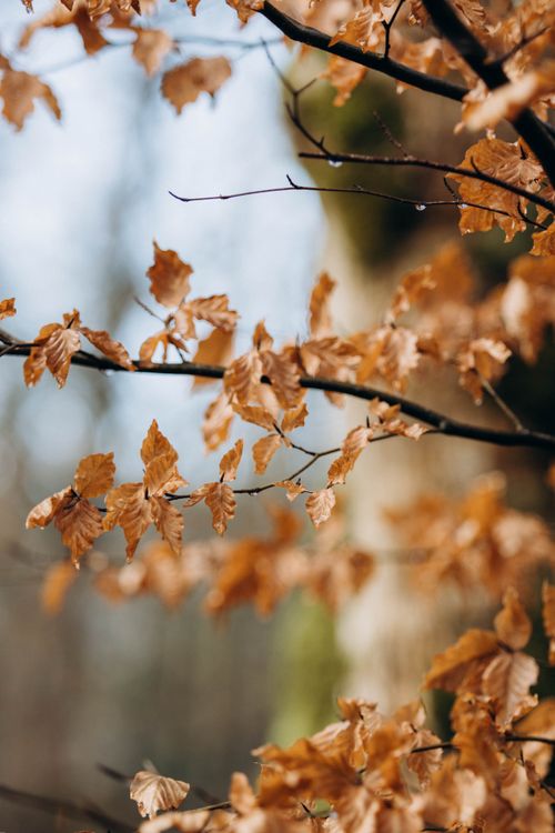 Free Close-up of brown autumn leaves on branches in a forest, showcasing seasonal change. Stock Photo