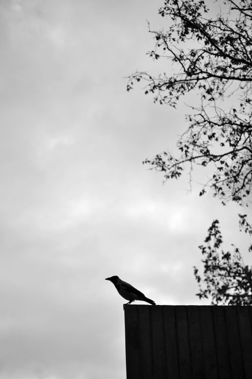 Free Black and white photo of a bird's silhouette on a rooftop corner with tree branches. Stock Photo