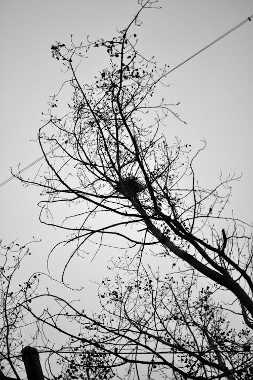 Foto d'estoc gratuïta de arbre, blanc i negre, filferro