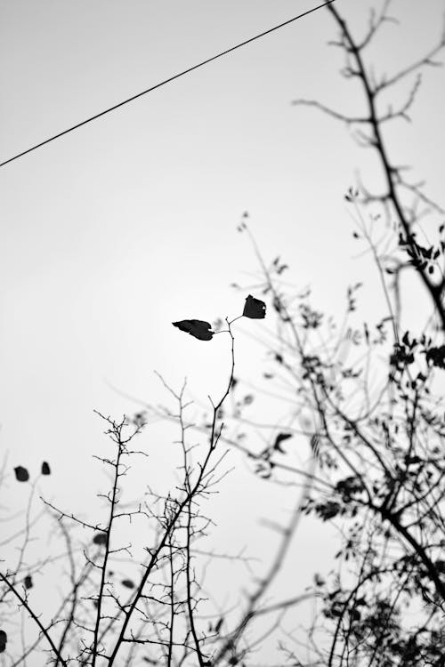 Základová fotografie zdarma na téma černobílý, holé větve, jednobarevný