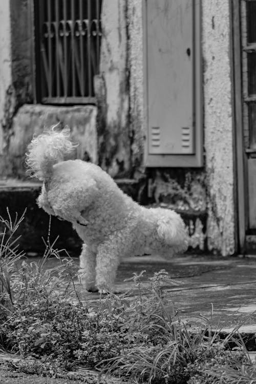 Δωρεάν στοκ φωτογραφιών με bichon, άλμα, ασπρόμαυρο