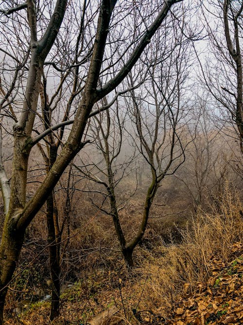 Fotobanka s bezplatnými fotkami na tému hmla, jeseň, lesnatá krajina