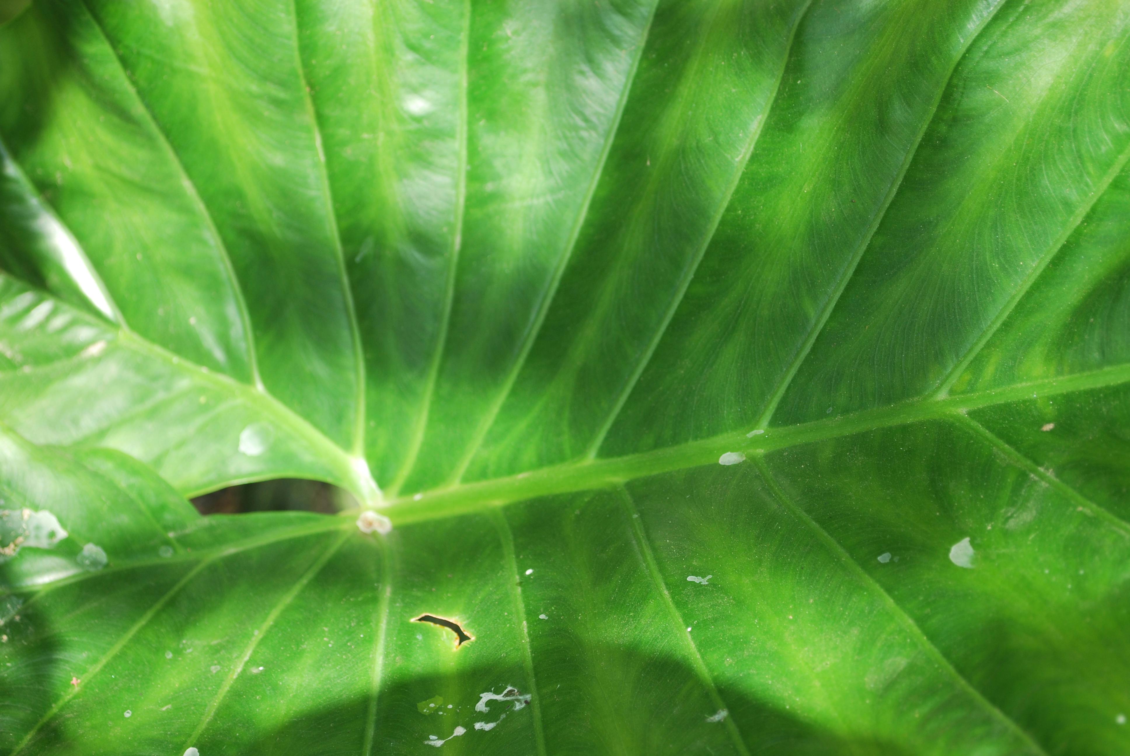 Free stock photo of Big leaf, green, leaf