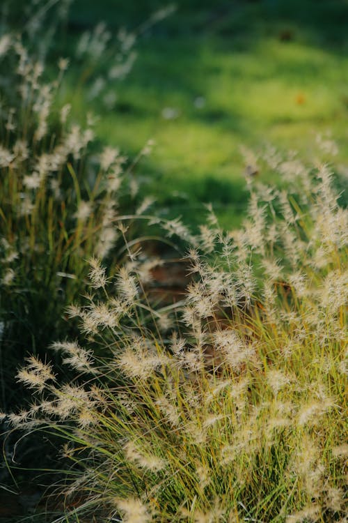 Foto d'estoc gratuïta de enfocament selectiu, herbes, natura