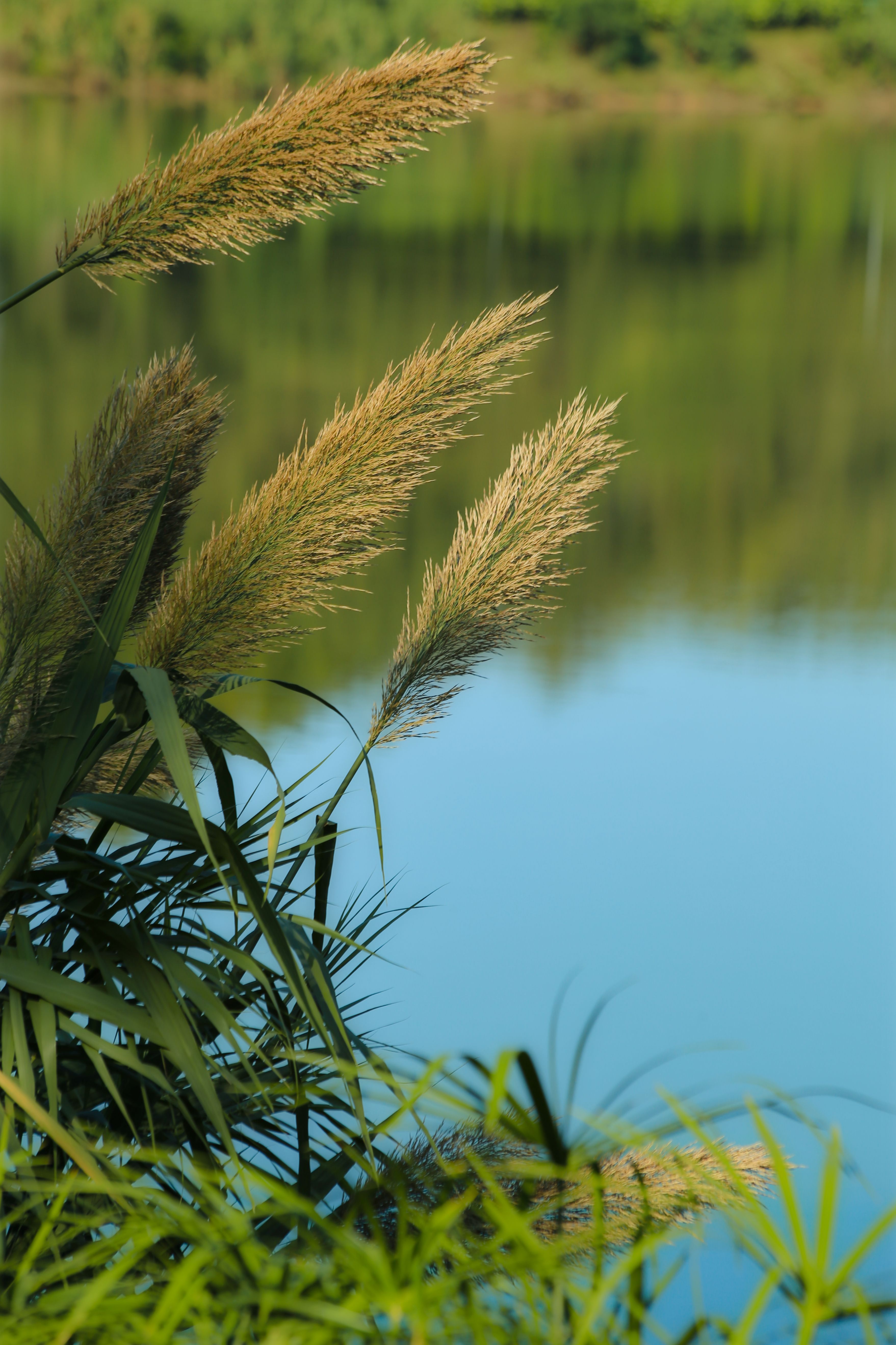 Rushes over Lake Water · Free Stock Photo