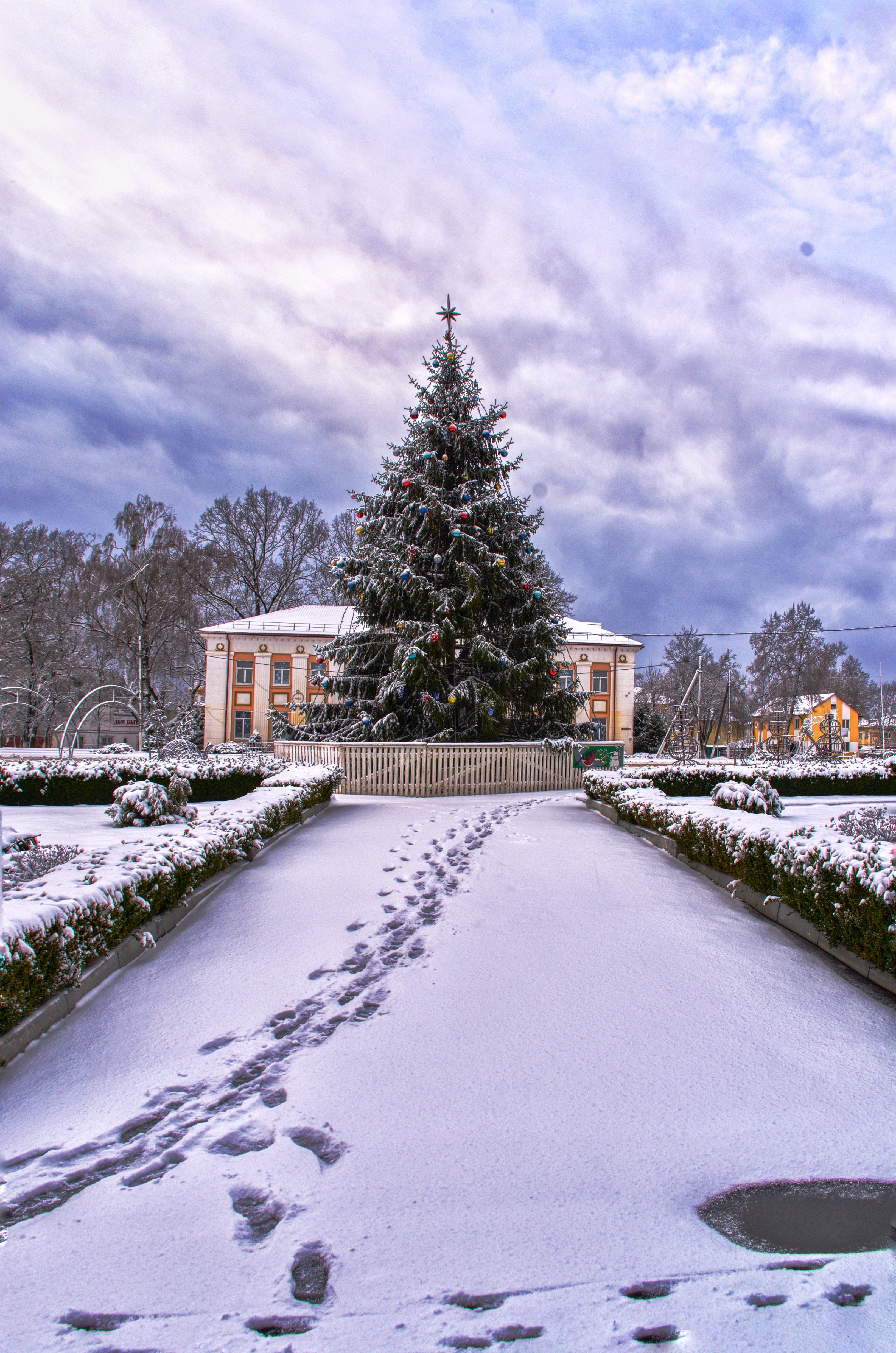 Christmas Tree in Park in Winter · Free Stock Photo