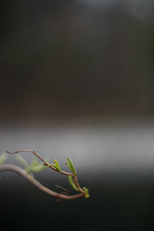 Kostenloses Stock Foto zu apfelbaum, baum, dunkelgrün