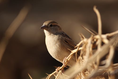 Sparrow Sitting on a Thorny Twig