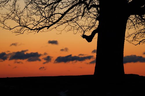 Free A striking image of a tree silhouette with branches spread across a vivid orange and dusk sky. Stock Photo