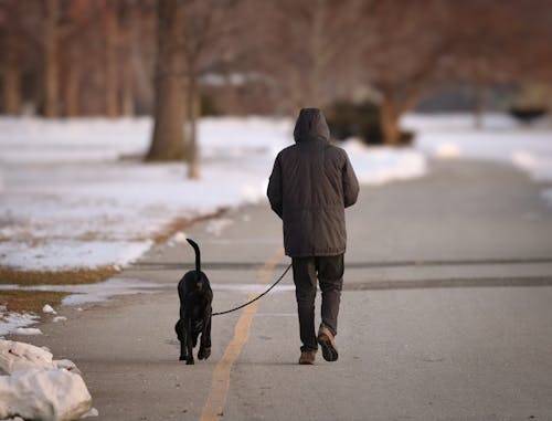 Man Waling a Black Dog in a Winter Park