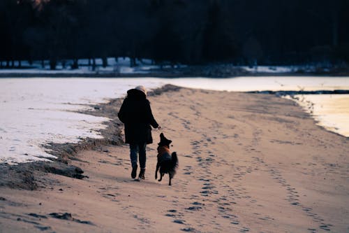 Gratis arkivbilde med forkjølelse, gå, hund