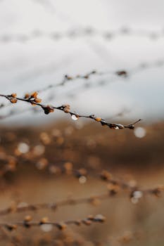 Close-up of an autumn branch with raindrops, showcasing nature's beauty in fall.