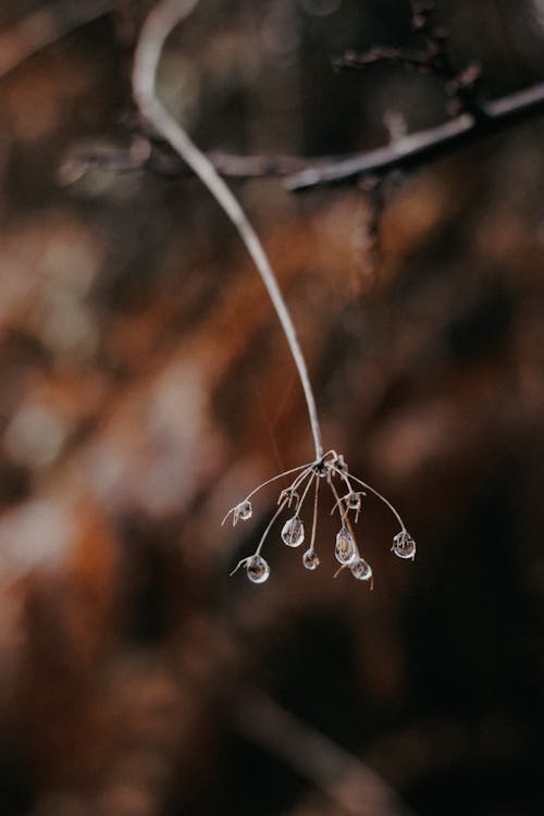 Close-up of a Dry Plant with Water Droplets