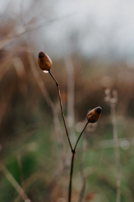 A detailed view of dried plant buds with raindrops, capturing the essence of autumn's natural beauty.