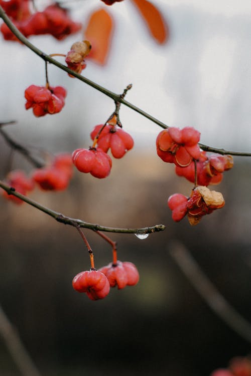 Close-up of Berries Hanging on Branches 