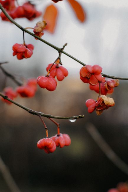 Macro shot of vibrant red berries with water droplets on delicate branches in autumn.