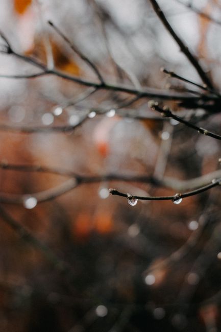 Close-up of autumn branches with dew drops, showcasing nature's beauty and detail.