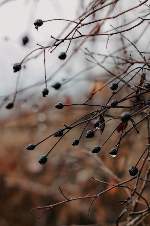 Close-up of Dry Shrub Branches with Water Droplets 