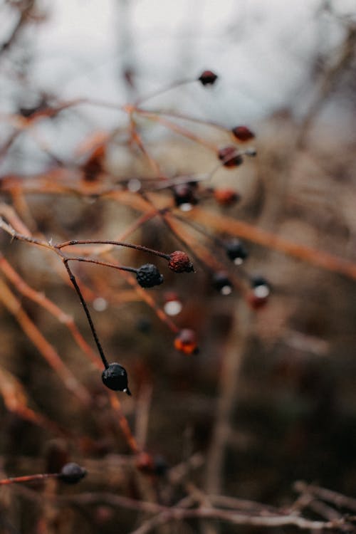 Close-up of Dry Shrub Branches with Berries 