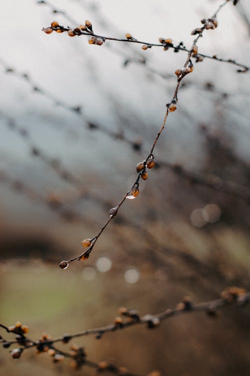 Close-up of Twigs of a Shrub with Water Droplets 