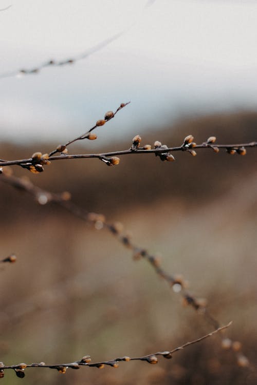 Close-up of Dry Shrub Branches with Water Droplets