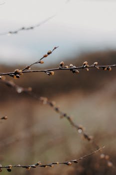 Close-up of branches with raindrops in a serene autumn field.