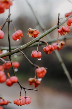 Detailed shot of red berries hanging from a branch with rain drops, epitomizing autumn beauty.