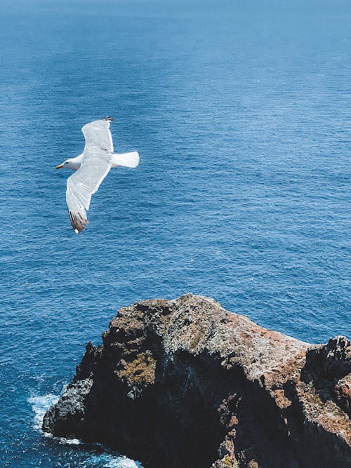 Seagull Flying Over Ocean and Rocks