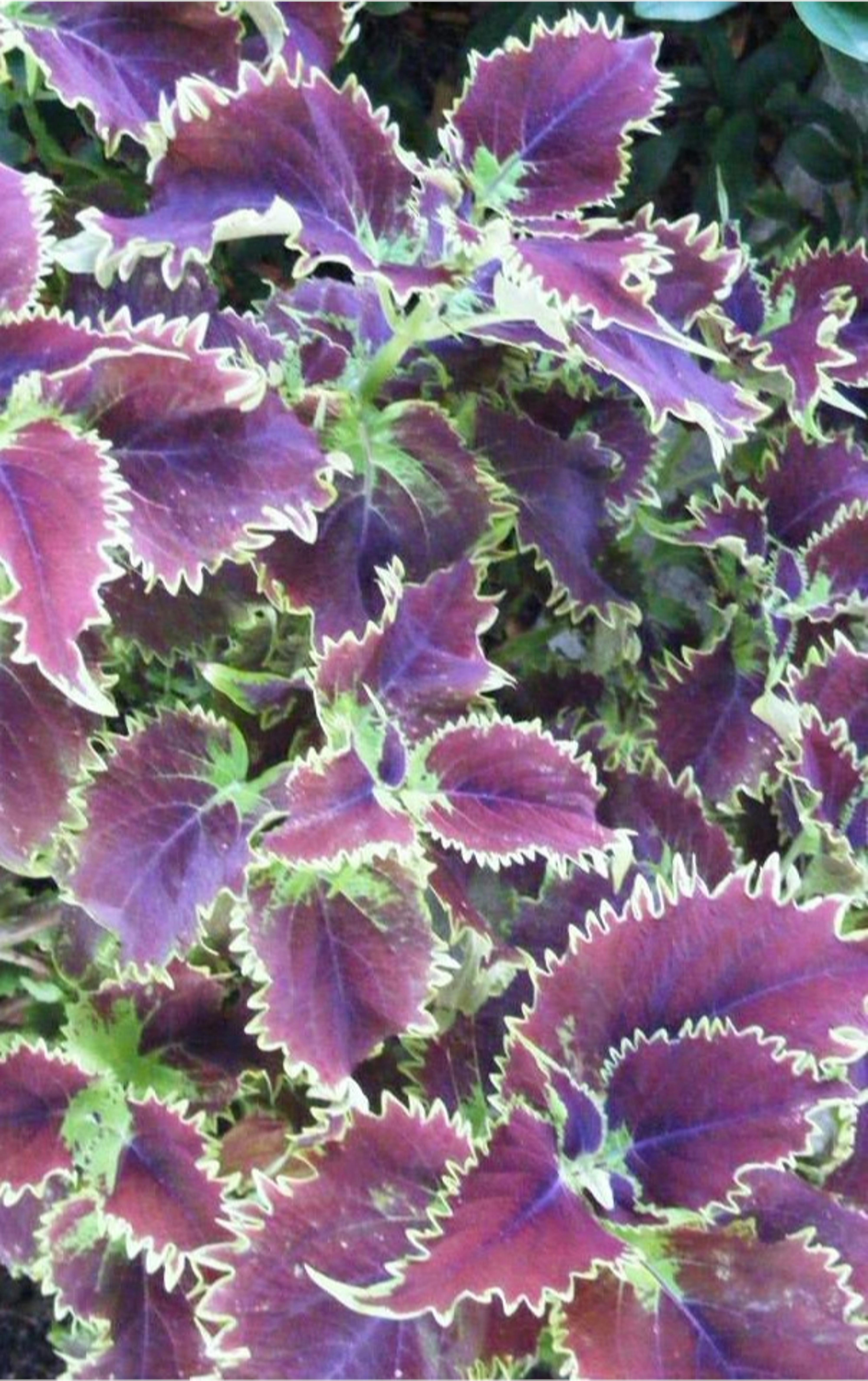 Free stock photo of coleus, purple foliage, Purple leaves