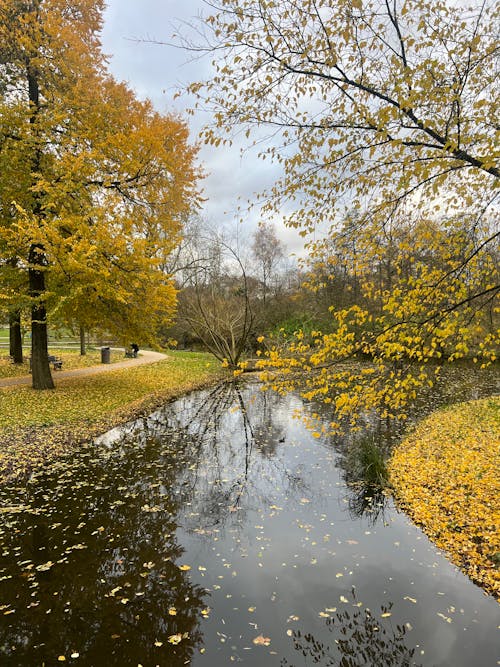 Darmowe zdjęcie z galerii z drzewa, jesień, kanał