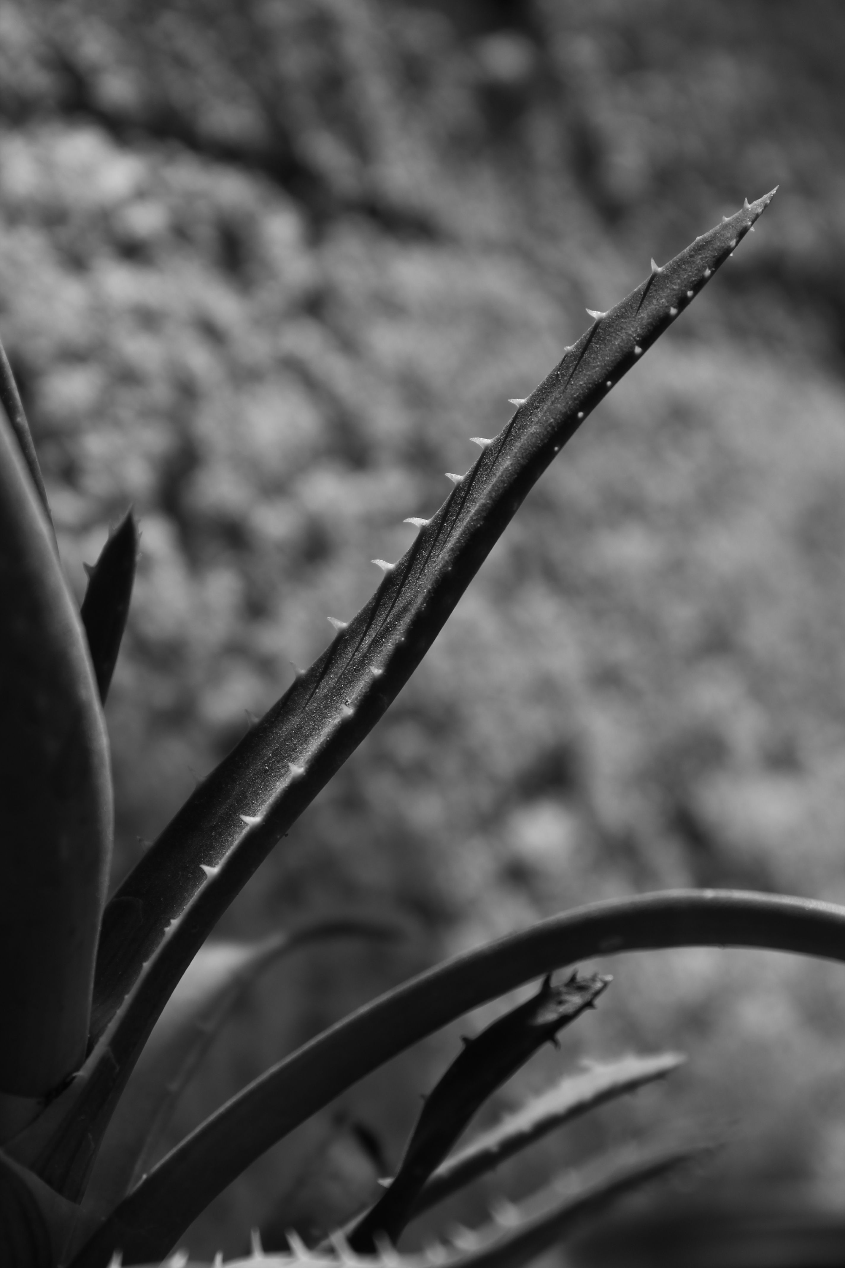 giant agave Super Blue Agave Americana, Century Plant