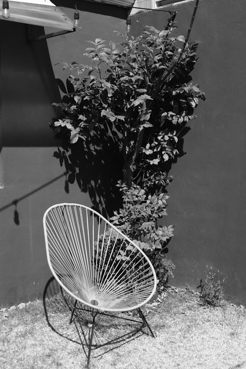 A Chair Standing next to a Shrub and Wall of a Building in sunlight 