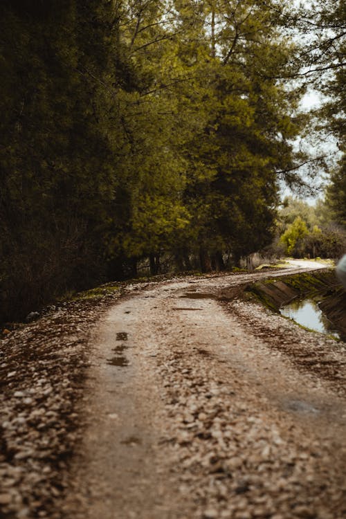 Základová fotografie zdarma na téma léto, špinavá cesta, stromy