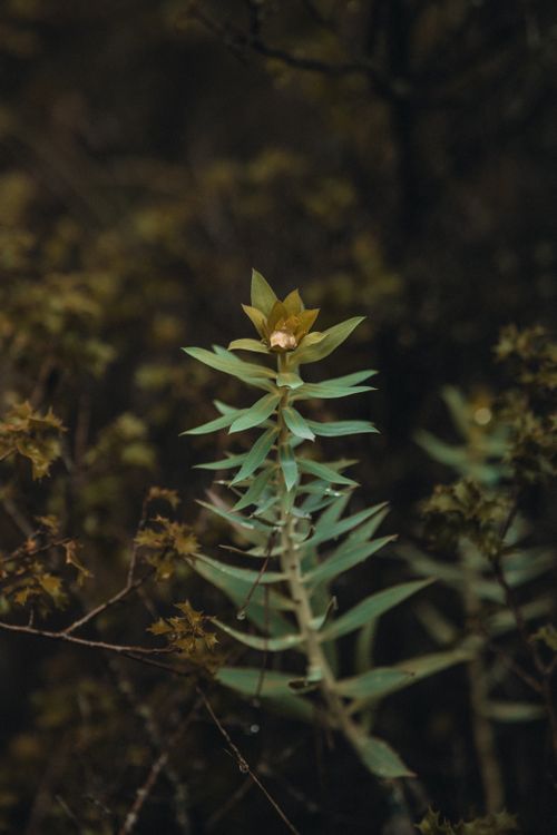 Free A detailed photograph of a leafy spurge plant growing in a lush garden setting. Stock Photo