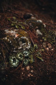 Explore the verdant textures of a moss-covered forest floor, rich with diverse foliage.