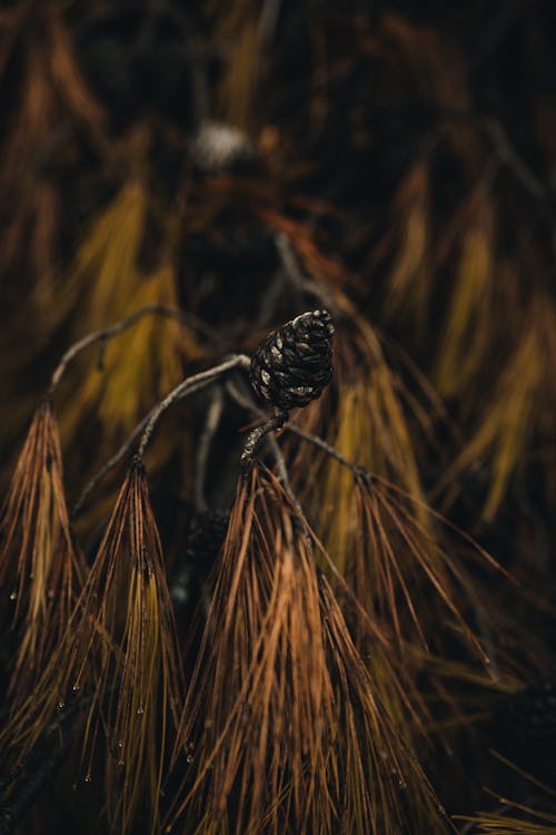 Foto profissional grátis de agulhas, árvore, casquinha