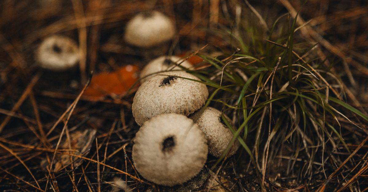 Mushrooms growing in nature