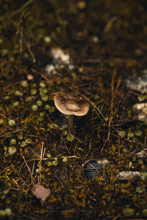 Mushroom among Forest Litter