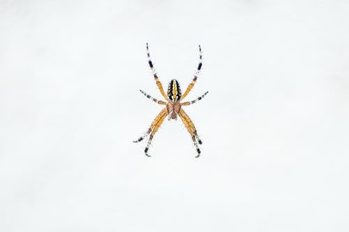 Zig-Zag Spider on White Background